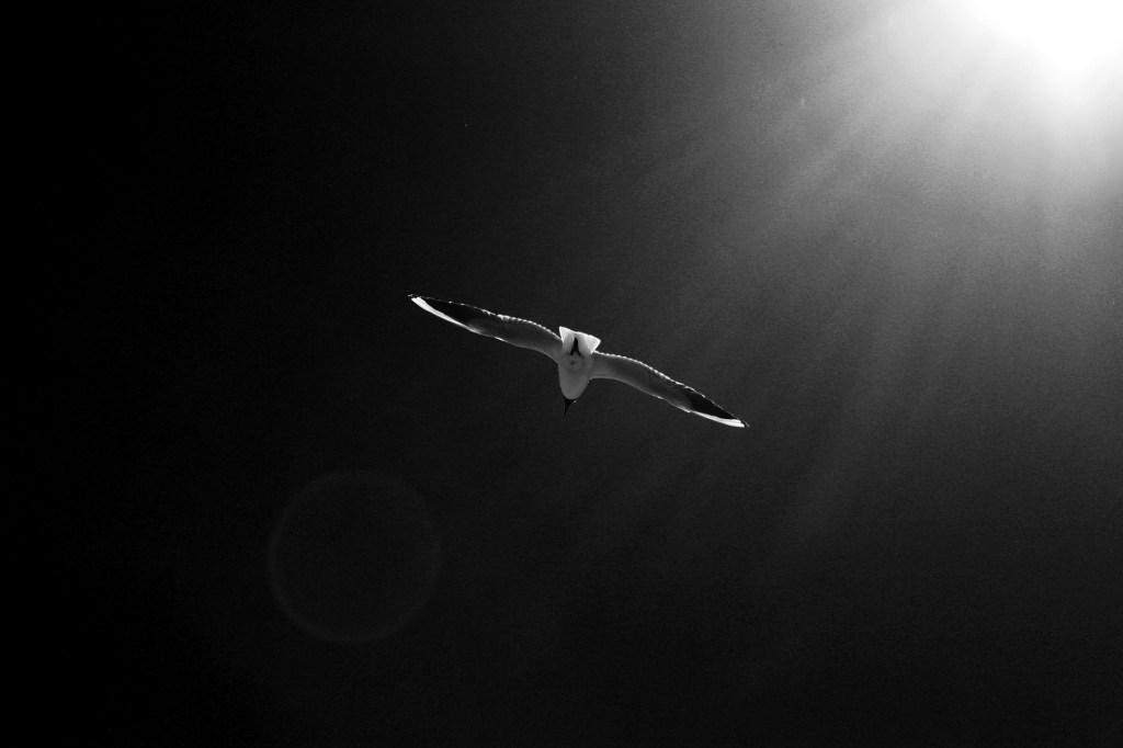 La chute | Albert&nbsp;Camus