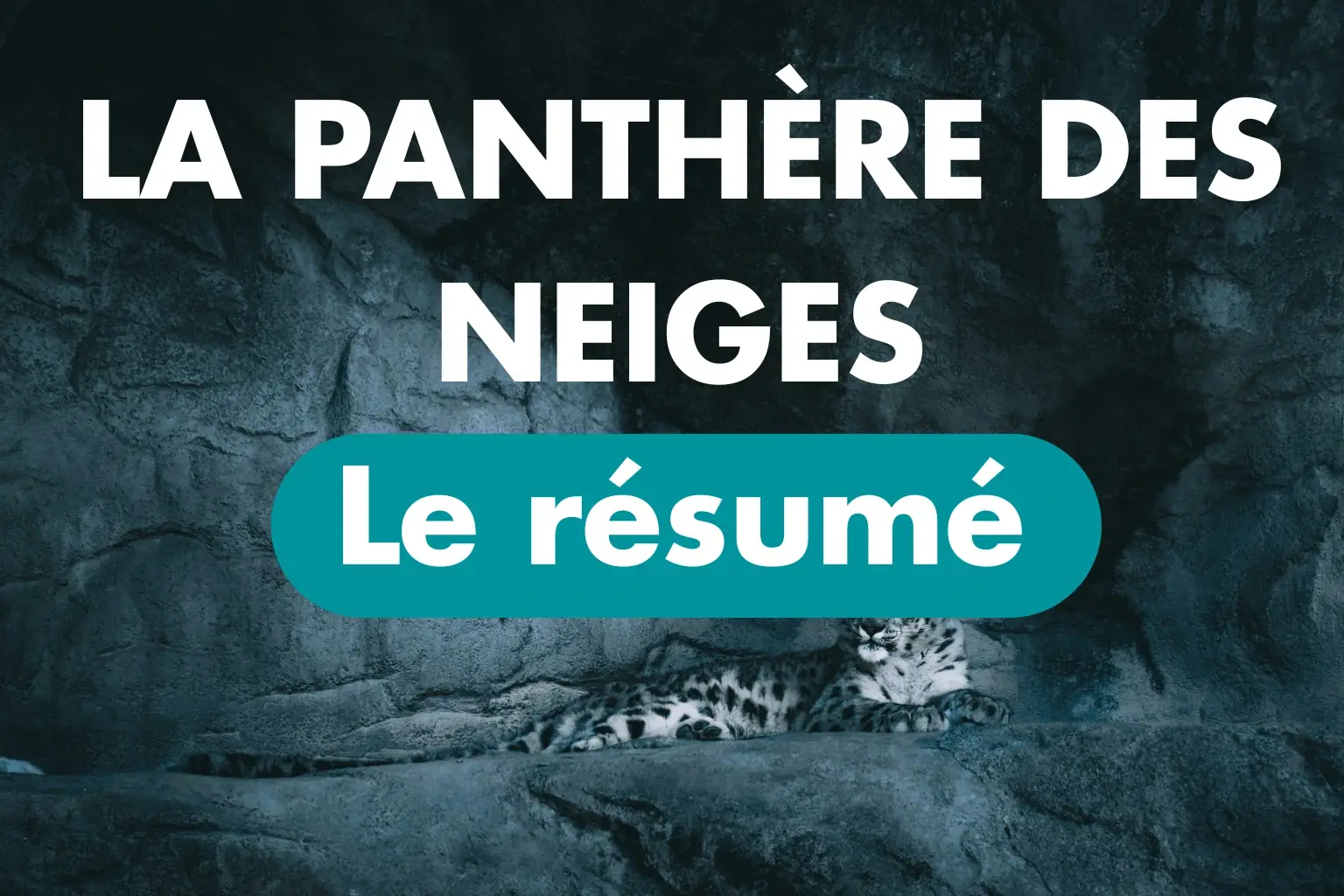 Photographie d'une panthère des neiges allongée sur un rocher sombre. Le texte "LA PANTHÈRE DES NEIGES" est affiché en gros caractères blancs en haut. Au centre, un bouton bleu-vert contient le texte blanc "Le résumé".